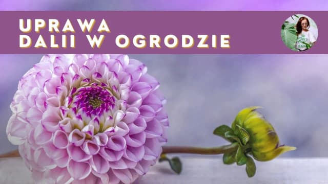 Kiedy sadzimy georginie, aby uniknąć przymrozków i cieszyć się kwiatami Kiedy sadzimy georginie, aby uniknąć przymrozków i cieszyć się kwiatami