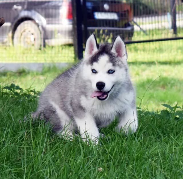 Ile kosztuje husky z hodowli? Poznaj ceny i kluczowe czynniki Ile kosztuje husky z hodowli? Poznaj ceny i kluczowe czynniki