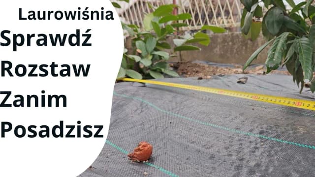 Jak sadzić laurowiśnię Novita, aby uniknąć rzadkiego żywopłotu? Jak sadzić laurowiśnię Novita, aby uniknąć rzadkiego żywopłotu?