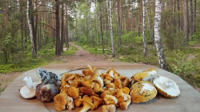 Sezon na kurki kiedy: najlepszy czas na zbieranie kurek w Polsce Sezon na kurki kiedy: najlepszy czas na zbieranie kurek w Polsce