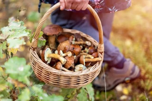 Sezon na grzyby kiedy? Poznaj najlepsze daty na grzybobranie Sezon na grzyby kiedy? Poznaj najlepsze daty na grzybobranie