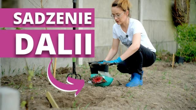 Jak sadzić georginie: krok po kroku, by uniknąć błędów w ogrodzie Jak sadzić georginie: krok po kroku, by uniknąć błędów w ogrodzie