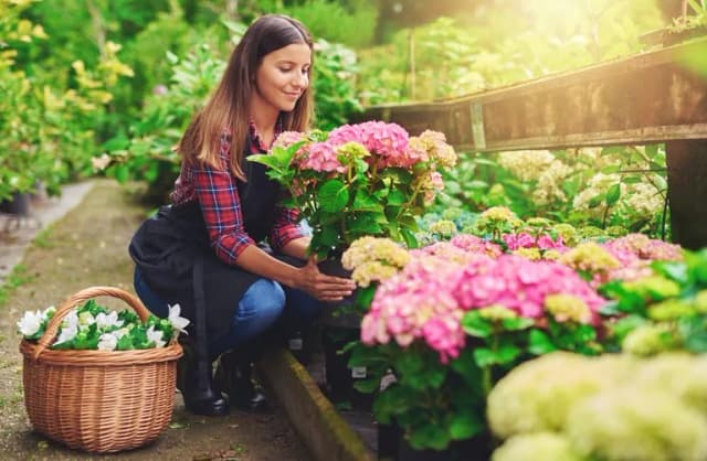 Kiedy sezon na hortensje? Odkryj najlepszy czas na sadzenie Kiedy sezon na hortensje? Odkryj najlepszy czas na sadzenie