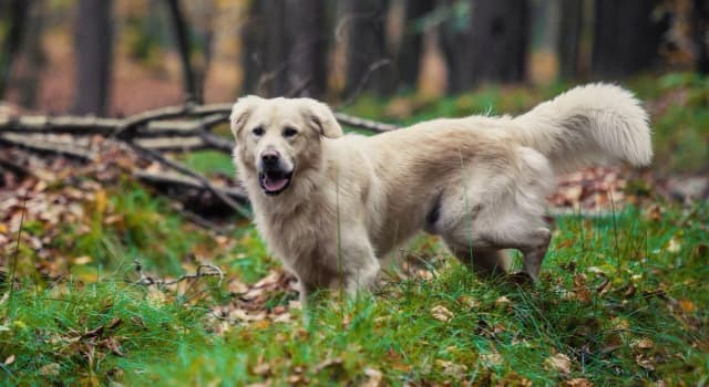 Ile kosztuje golden retriever z hodowli? Sprawdź ceny i czynniki wpływające na koszt Ile kosztuje golden retriever z hodowli? Sprawdź ceny i czynniki wpływające na koszt