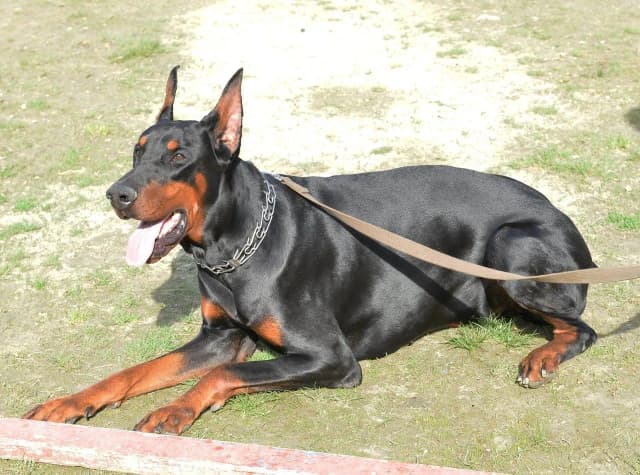 Ile kosztuje doberman z hodowli? Ceny, które mogą Cię zaskoczyć Ile kosztuje doberman z hodowli? Ceny, które mogą Cię zaskoczyć