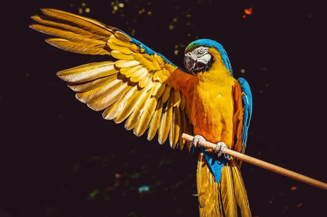 Jak zarejestrować hodowlę papug i uniknąć kar finansowych Jak zarejestrować hodowlę papug i uniknąć kar finansowych