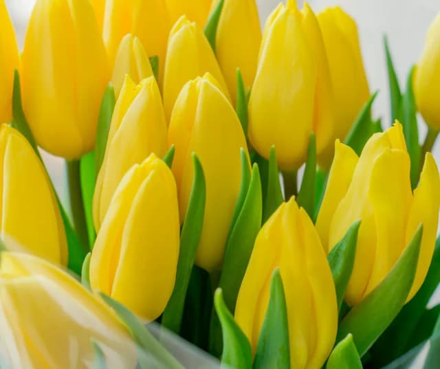 Kiedy jest sezon na tulipany? Odkryj najlepsze terminy i miejsca Kiedy jest sezon na tulipany? Odkryj najlepsze terminy i miejsca