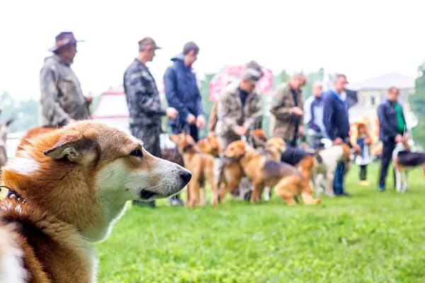 Jak założyć hodowlę psów: krok po kroku do legalnej działalności Jak założyć hodowlę psów: krok po kroku do legalnej działalności