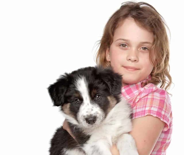 Ile kosztuje border collie z hodowli? Ceny, które warto znać Ile kosztuje border collie z hodowli? Ceny, które warto znać